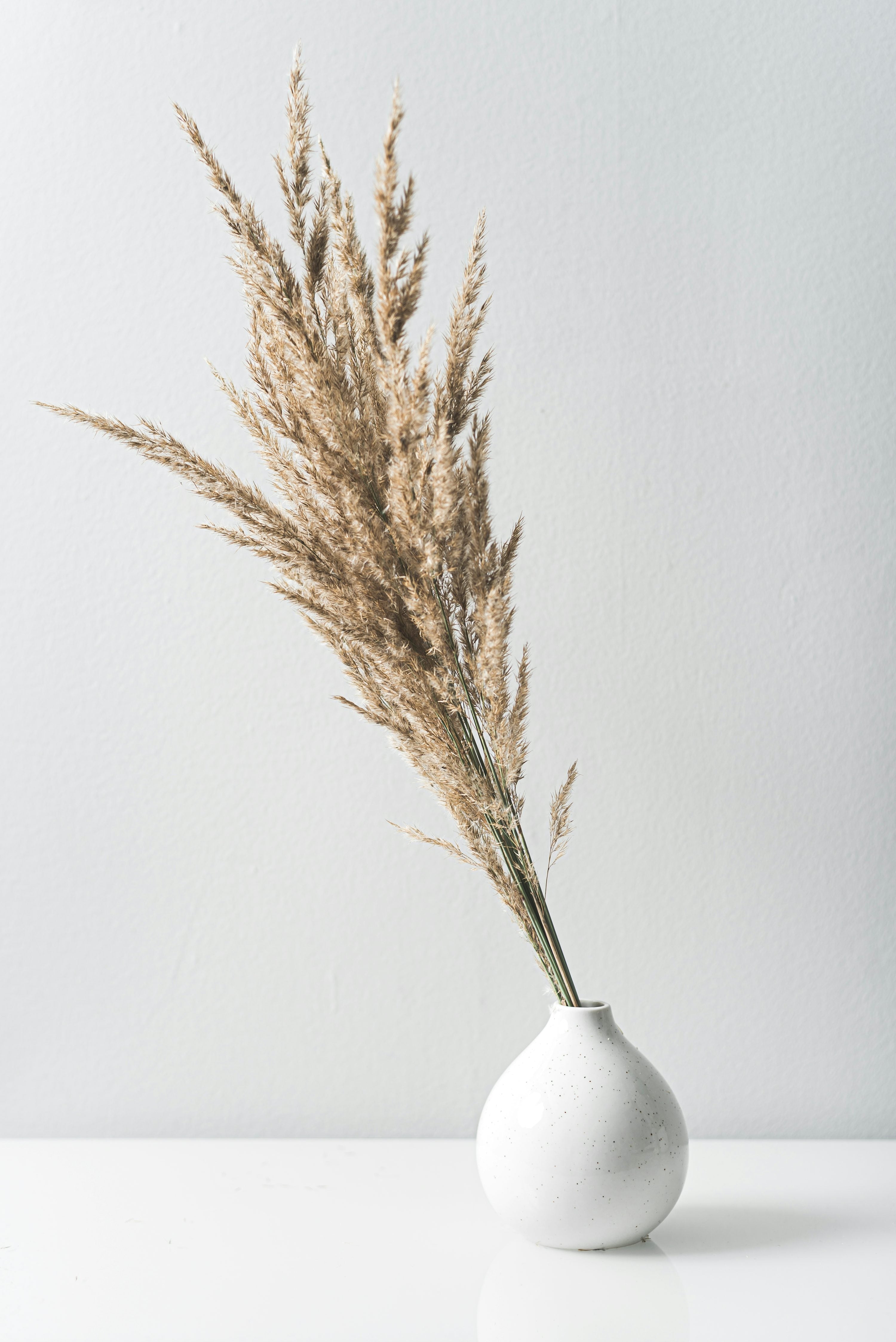 Zenvy Home decor collection